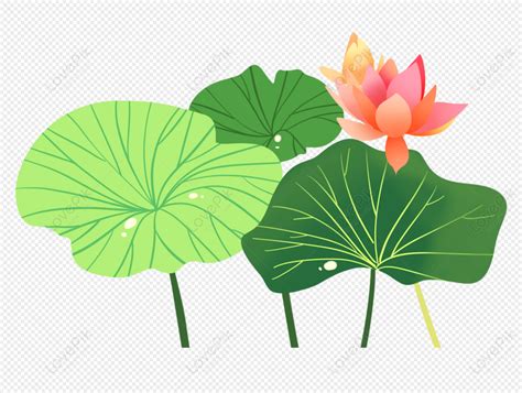 Green Lotus Leaf And Lotus Flower In Full Bloom Bloom Blooming