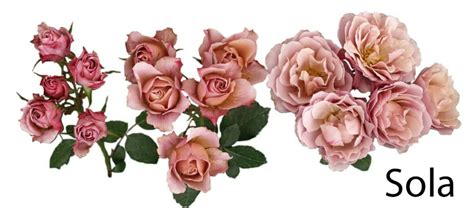 Loli And Sola Garden Spray Roses Garden Roses Direct