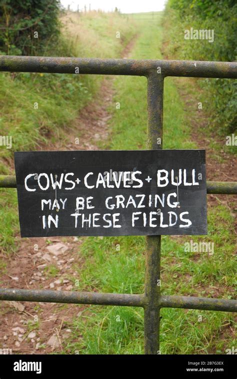 Warning Sign Cows Calves Bull In Field Herefordshire England Stock