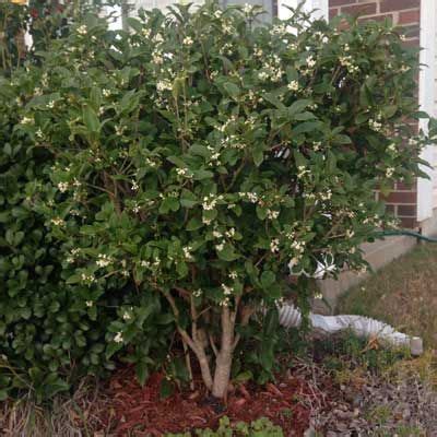 Fragrant Tea Olive Osmanthus Fragrans Buy Online From Best Nursery