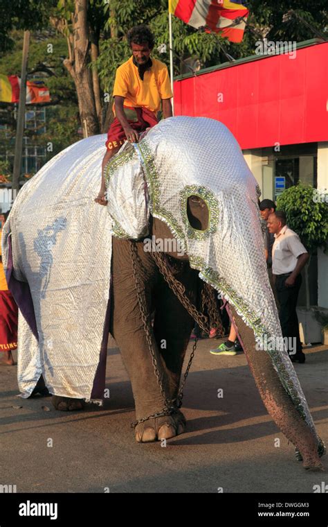 Elephant Festival Sri Lanka High Resolution Stock Photography and ...