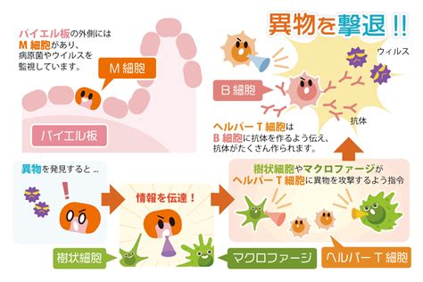 免疫と腸の関係とは？腸内での免疫の働きや腸内環境を整える食事について やさしいlps