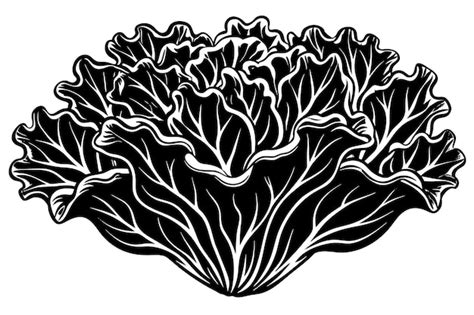 Premium Vector Lettuce Coral Vector