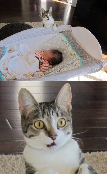 Cats Truly Don't Know How to Handle Babies - Parenting - crazy ...