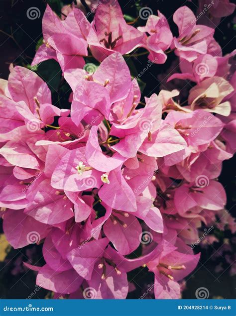 Pink Bougainvillea On A Bright Sunny Day Stock Photo Image Of Flowers