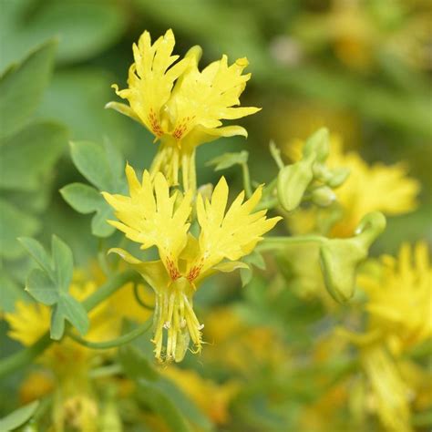 Outsidepride Nasturtium Canary Creeper Seeds Types Of Flowers