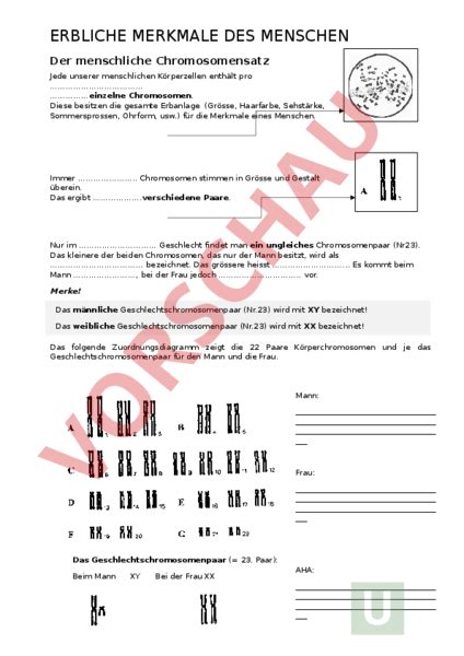 Chromosomen Arbeitsblatt