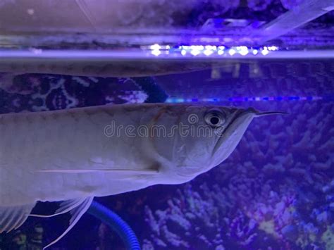 Fish arowana stock photo. Image of blue, animal, aquarium - 267042918