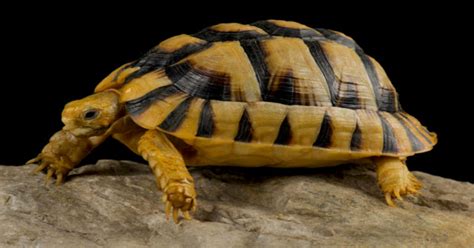 10 Fascinating Egyptian Tortoise Facts You May Never Know