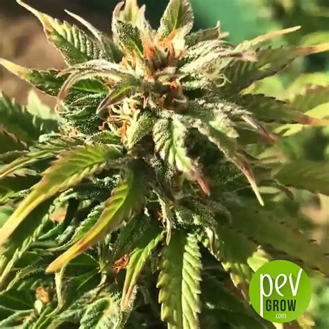 Gorila Pyramid Seeds Niveles De Thc ¡altísimos