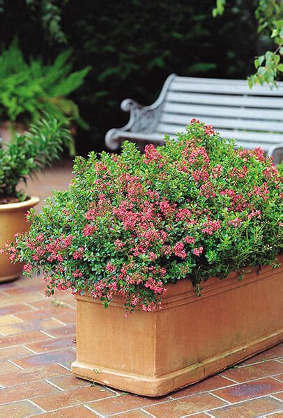 Escallonia 'Hedge with an Edge' Appleblossom 6" Pot - Hello Hello Plants