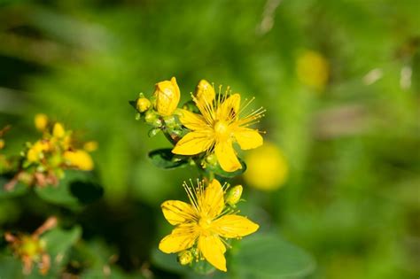 Floraci N Hierba De San Juan Hypericum Perforatum Tambi N Conocida Como