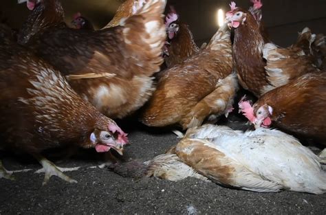 Cruelty Behind Happy Egg Co. ‘Free-Range’ Eggs Exposed | PETA