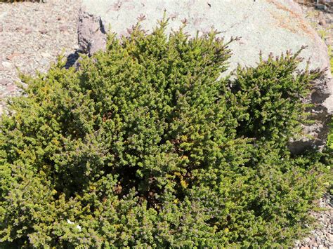 Steineibe Red Tip Podocarpus Lawrencei Red Tip Baumschule Horstmann