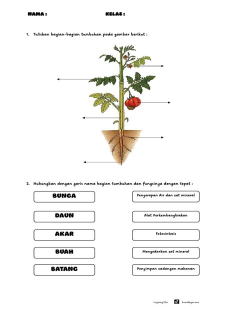 Lkpd Bagian Tumbuhan Kelas 4 By Inge Pdf