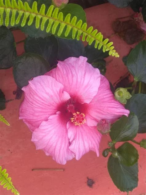 Flor Rosada Del Hibisco Foto De Archivo Imagen De Hibisco