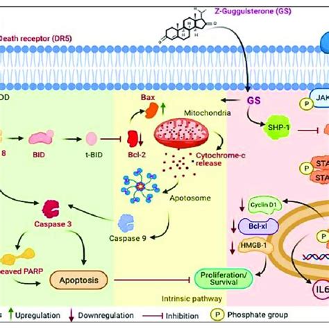 Schematic Diagram Representing A Model For GS Induced Cytotoxicity In