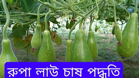 Gourd রুপা লাউয়ের ফলন দেখুন লাউ চাষ Lau Chas Gourd Cultivation Gourd Farming Bottle Gourd Chas