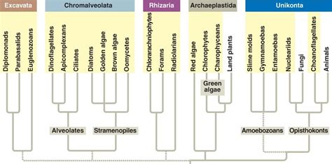 PlantPhyla.html 29_07PlantPhylogeny.jpg