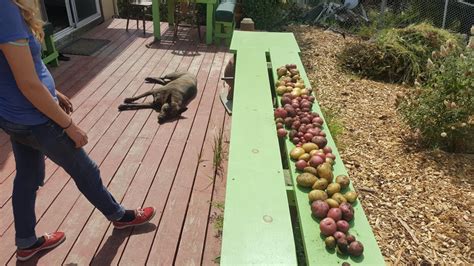 Potato harvest ! : r/gardening