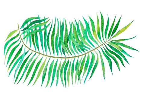 Watercolour Palm Leaf Tropical Plant Element Hand Drawn Botanical