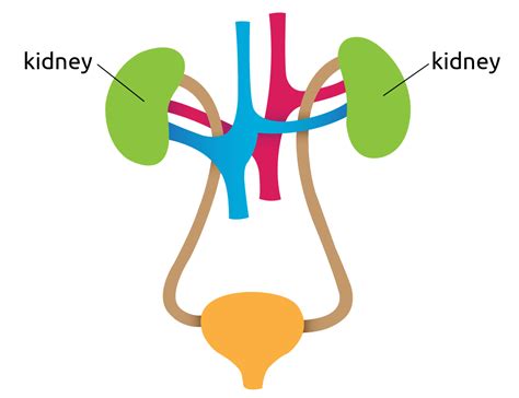 kidney-diagram@2x - Transplant Living