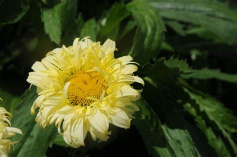 Shasta Daisy – Growing and Caring for Shasta Daisy Flowers | Garden Design