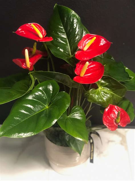 Blooming Anthurium Plant In Austin Tx Magpie Blossom Boutique