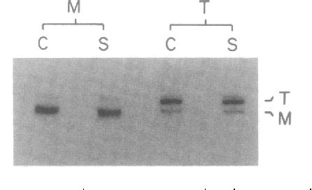 Figure 1 From Monomeric And Trimeric Forms Of Photosystem I Reaction