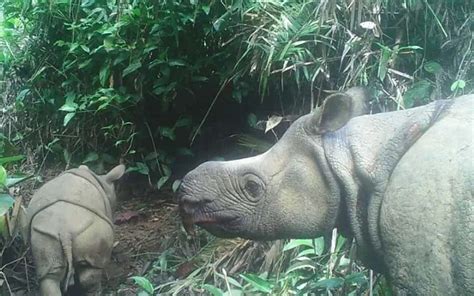 2 Badak Jawa Lahir Di Taman Nasional Ujung Kulon