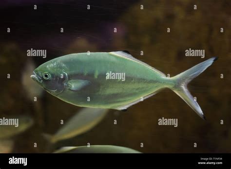 pompano trachinotus ovatus marine fish stock photo alamy