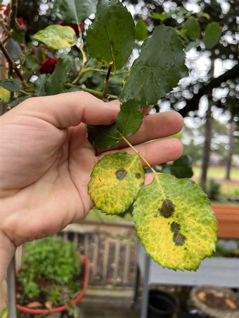 What’s wrong my rose bush? : r/plantclinic