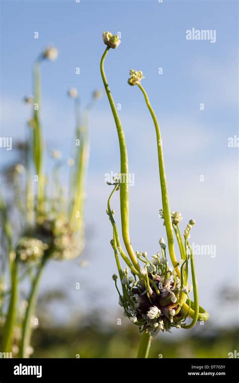 Allium X Proliferum Walking Onion Tree Onion Stock Photo Alamy