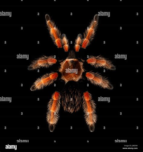 Big Hairy Tarantula Theraphosidae Isolated On Black Background Stock