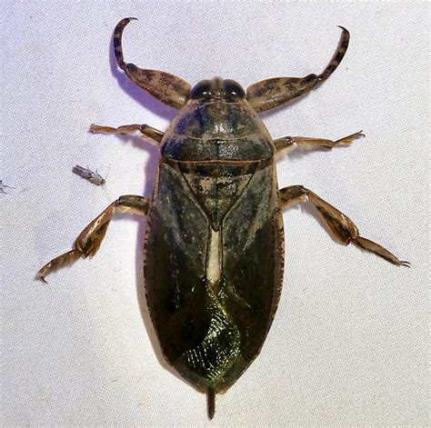 Lethocerus Medius Bugguide Net