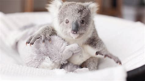 Meet Imogen, the adorable baby koala - TODAY.com