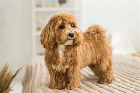 Important Cavapoo Dog Breed Characteristics - Puppies Online