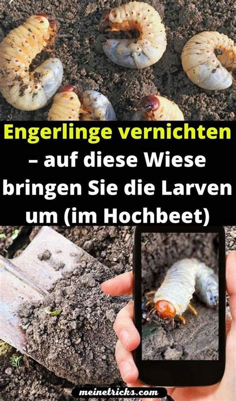 Engerlinge stellen Larven von Blatthornkäfern dar Zu dieser