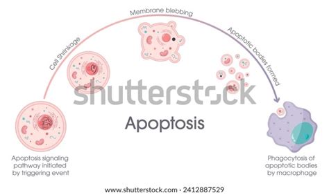 Apoptosis Programmed Cell Death Process Vector Stock Vector Royalty