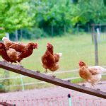 Que Faire Des Fientes De Poules Au Jardin