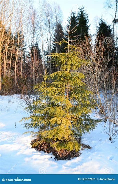 Christmas Trees On A Snowy Winter Day Stock Image Image Of Park