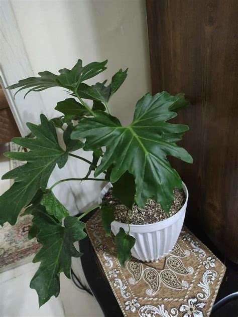 Split Leaf Philodendron Care The Ultimate Guide