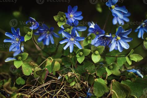 Liverleaf Hepatica Nobilis Is Early Blooming Perennial Wildflower In