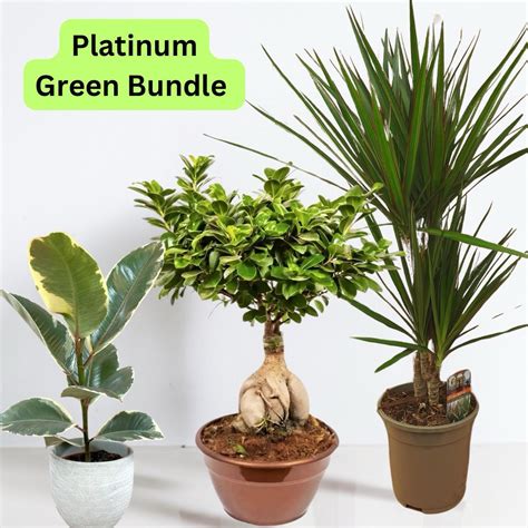 Indoor Platinum Green Bundle 3-plants – blozem