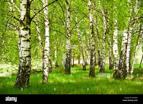 Birch Grove Spring Hi Res Stock Photography And Images Alamy