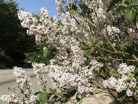 Lilac Tree Pruning • Flowerups | Lilac tree, Tree pruning, Lilac bushes