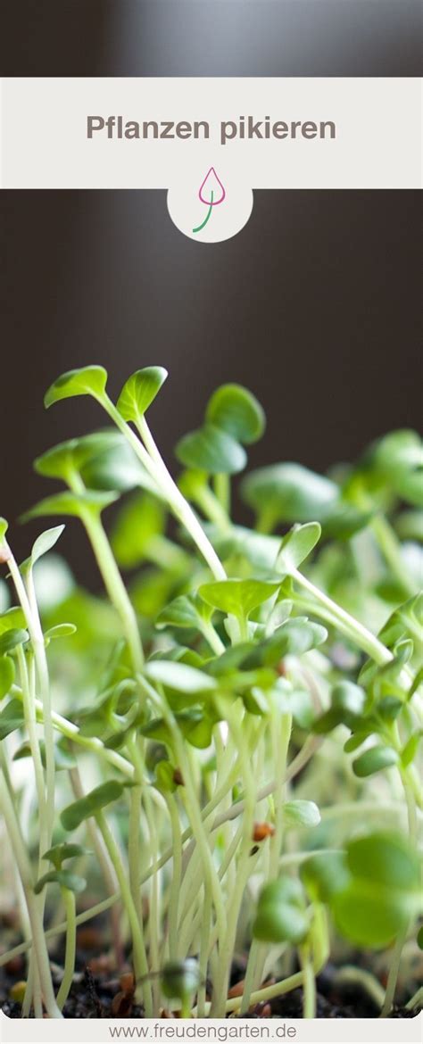 Pflanzen Richtig Pikieren Wie Wann Und In Welche Erde Garden Seeds