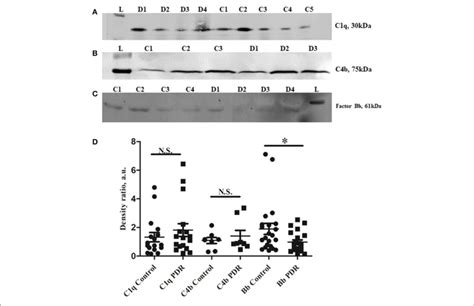 Representative Western Blots Of A C1q B C4b And C Factor Bb