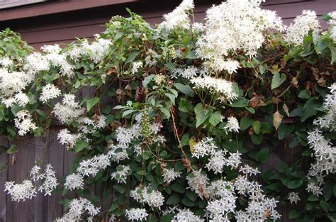 Autumn Clematis White Flowering Vine Autumn Clematis Sweet Autumn