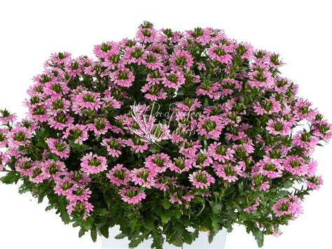 Сцевола Touch Baby Pink купить в Санкт-Петербурге